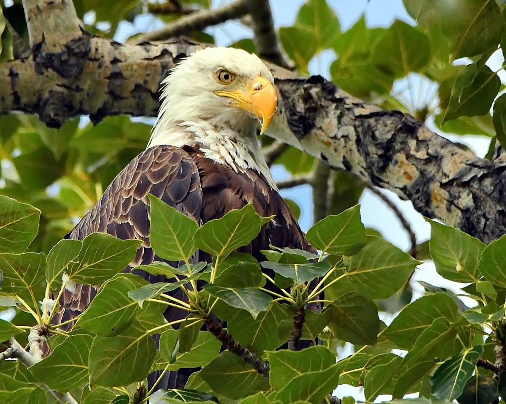 The Regal Bald Eagle