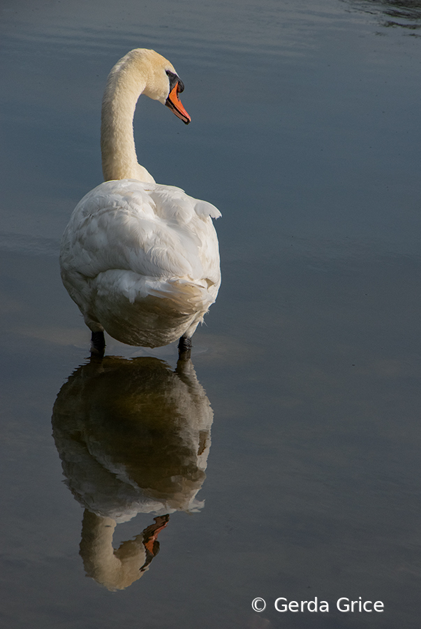 Mute Swan and Its Reflection in High Park