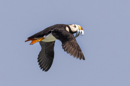 Horned Puffin with Sand Eels  