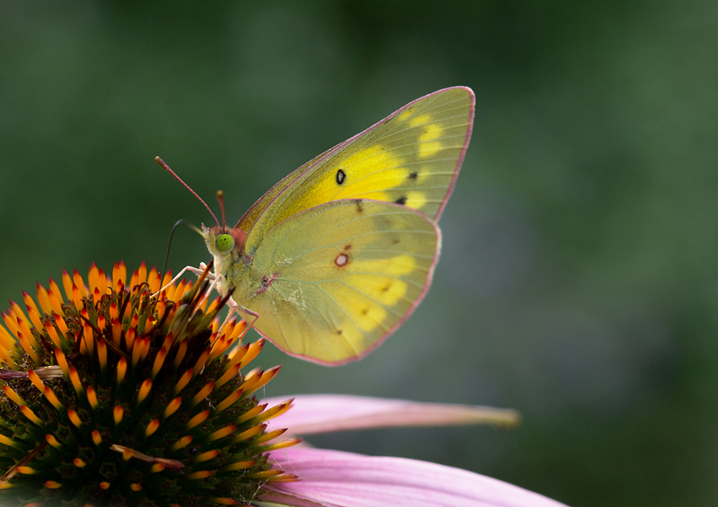 Orange Sulphur 3