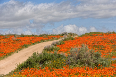 Road Through The Poppies
