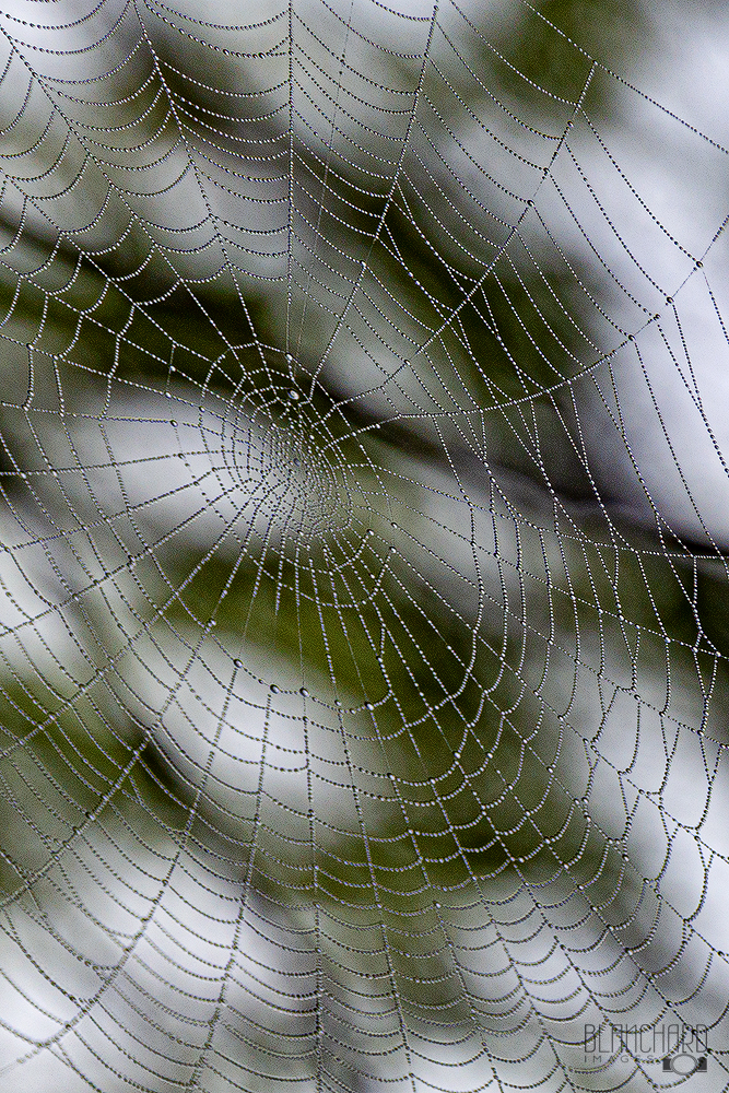 Spider Web with Dew Drops