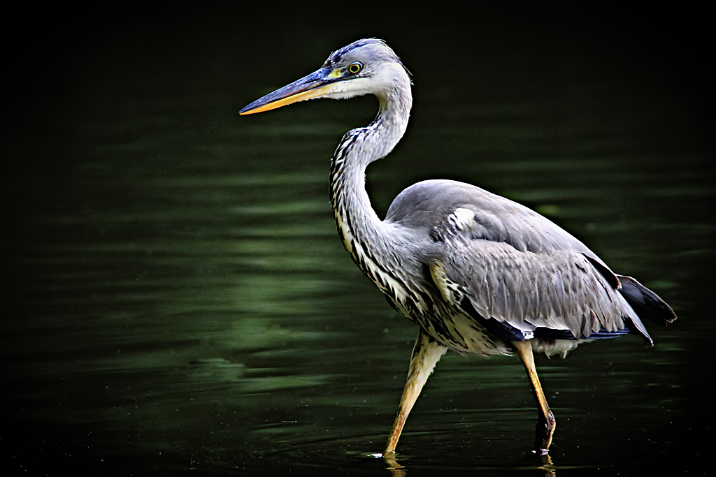 Heron