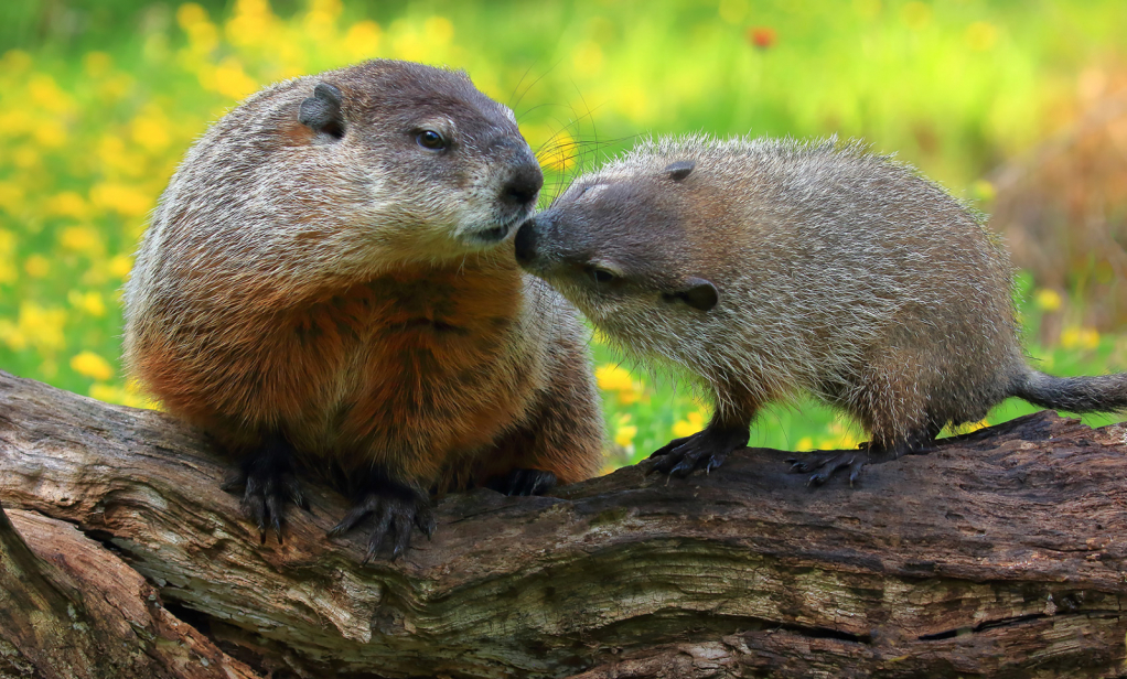 Hedgehog Love