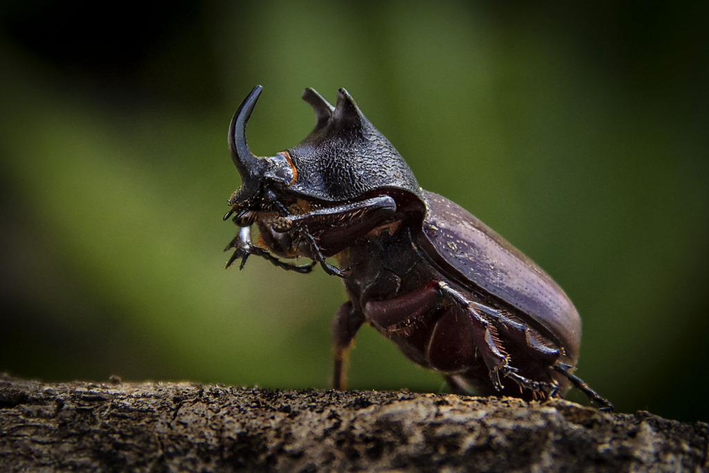 Rhinoceros Beetle