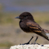 © Terry Korpela PhotoID# 15735206: Black Phoebe