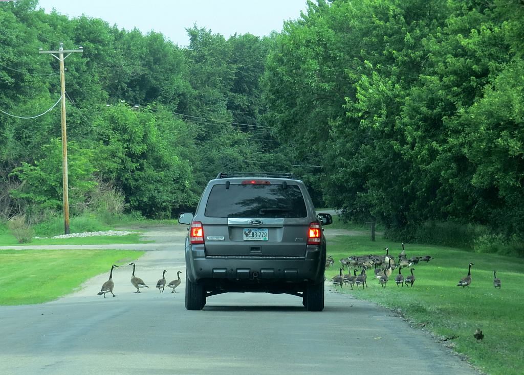 Geese Crossing The Road