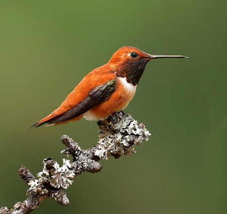 Male Rufous