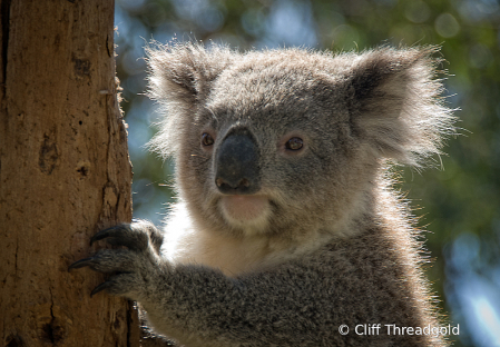 Koala