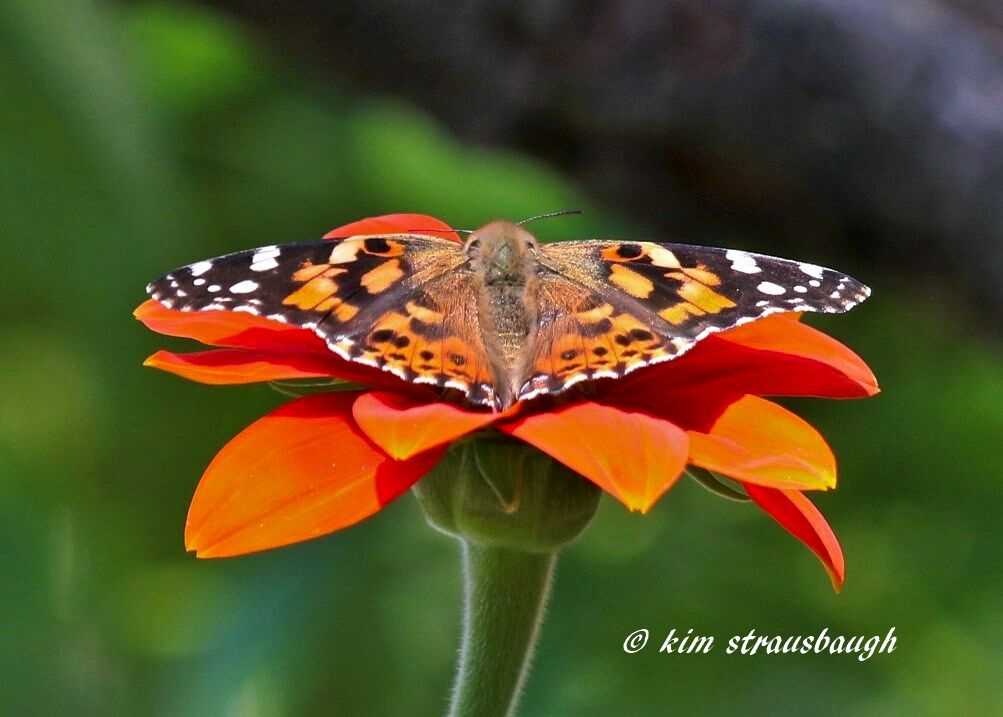 Wings Spread Atop The Sunflower