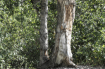 Love in the Woods...
