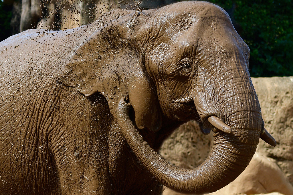 Getting a Mud Bath