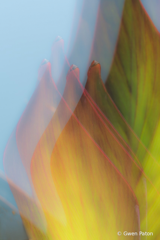Leaves in Abstract