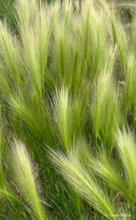 Grasses in the Wind