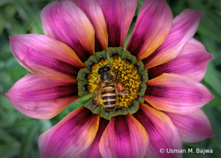 Deep Inside a Gazania