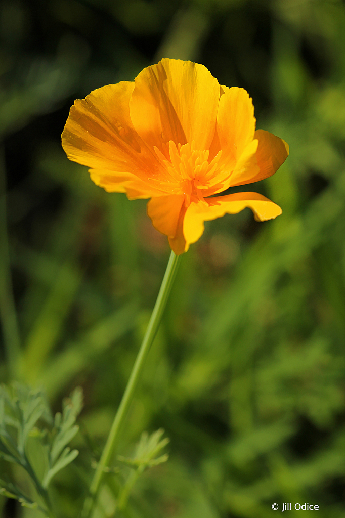 California Poppy in Maine!