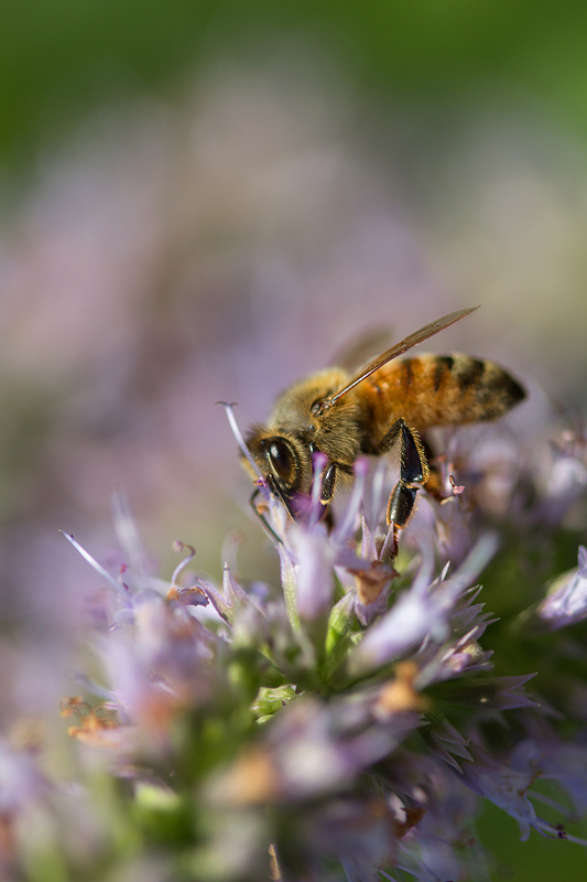 Honey Bee and Hyssop