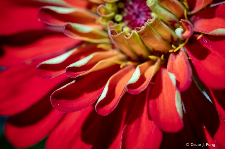 Petal Detail