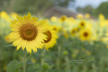 Good Morning from the Sunflower Farm