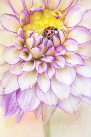 The Dahlia and Her Lady Friend