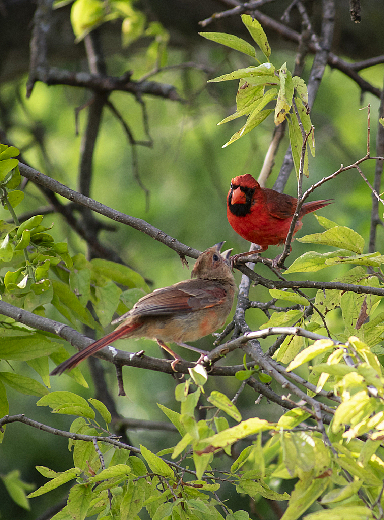 Cardinal 3