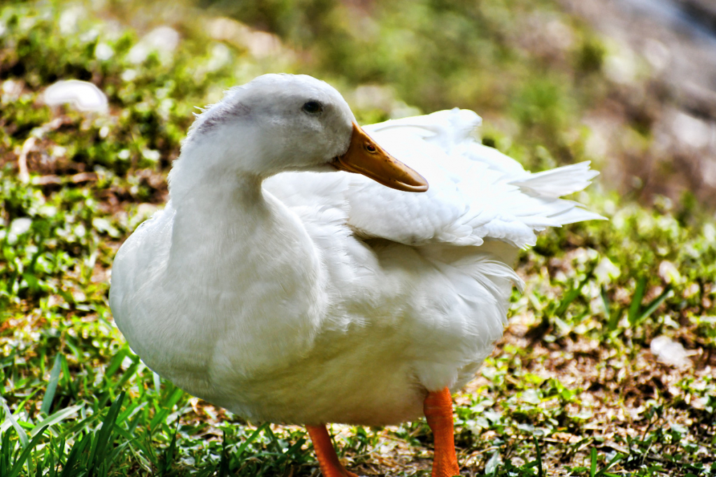 CLOSE UP OF A DUCK II
