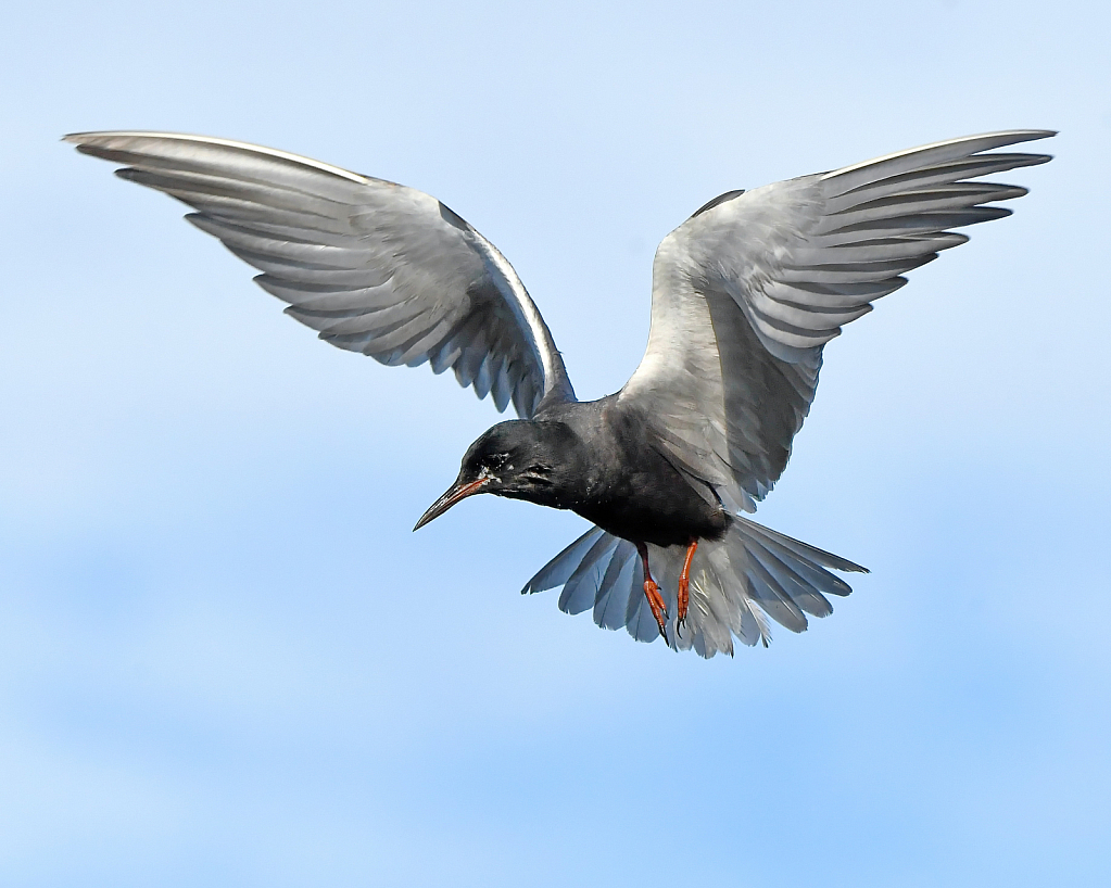 Black Tern