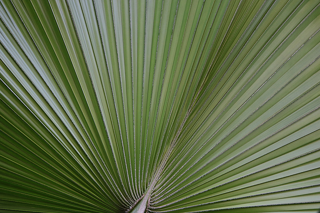 Lines of a Palm