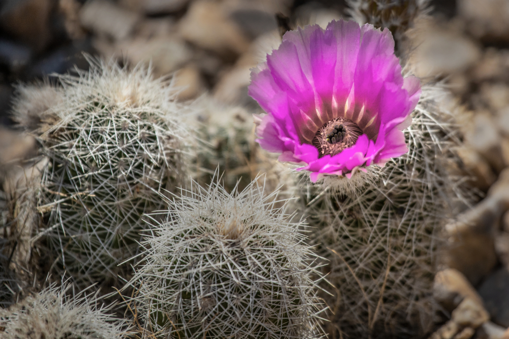 Cactus Flower