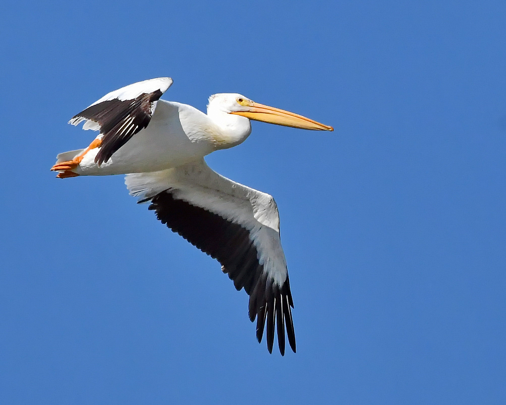 The 9 foot wingspan