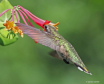 Hummingbird and H...