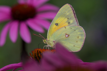 Orange Sulphur