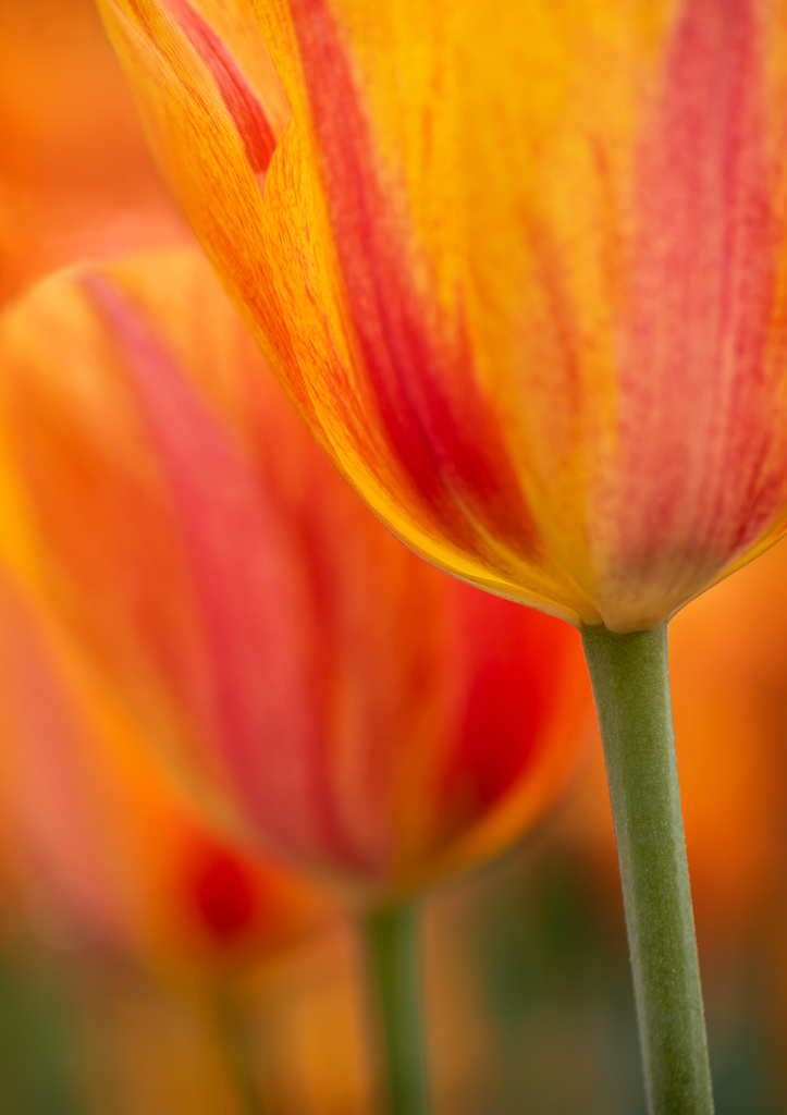 Tulip Lineup  