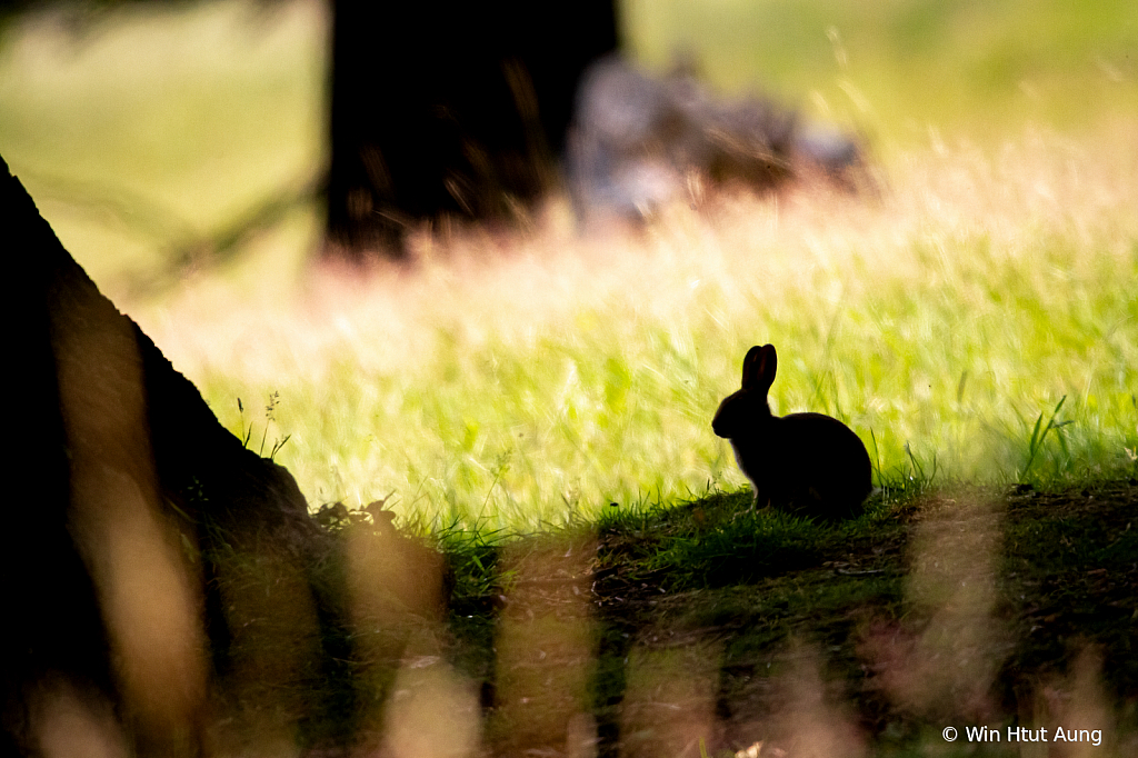 The Silhouette Bunny