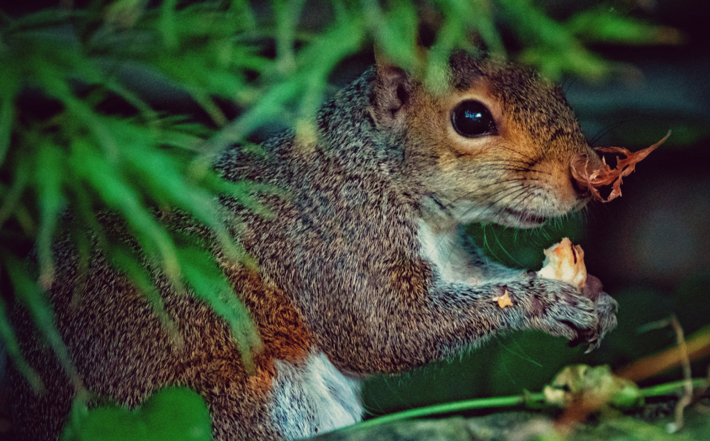 Chowing Down