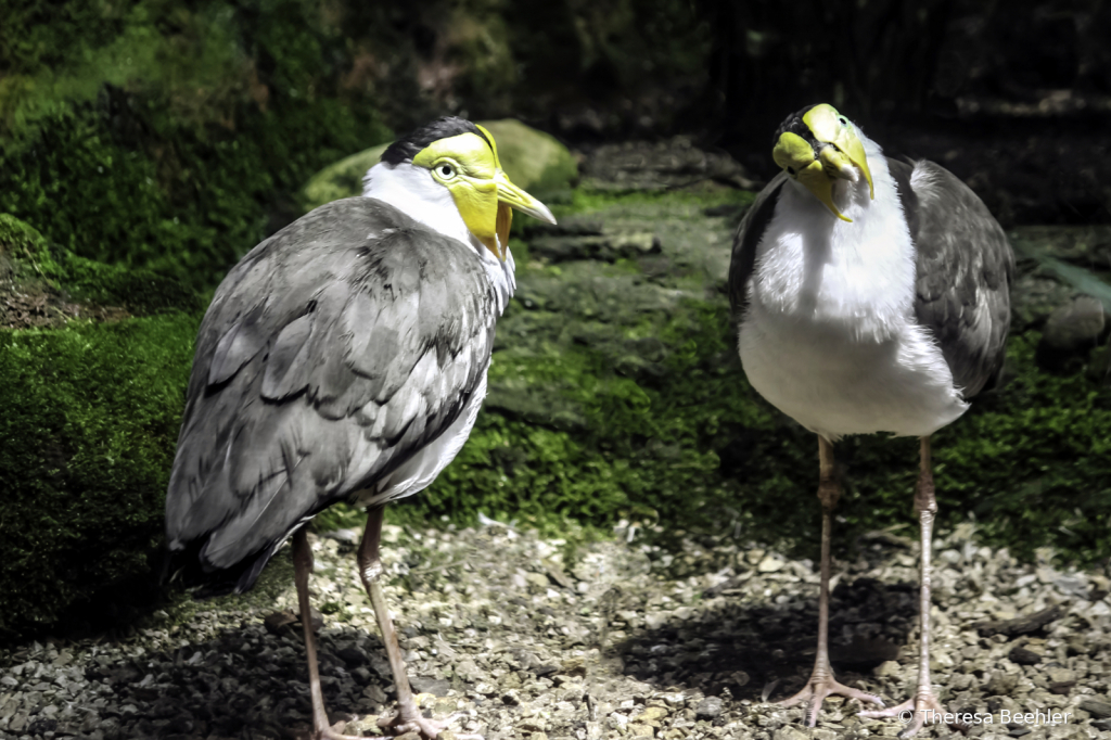 Animals - Masked Plovers