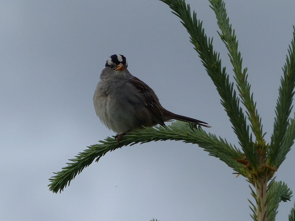 White Crowned Sparrow