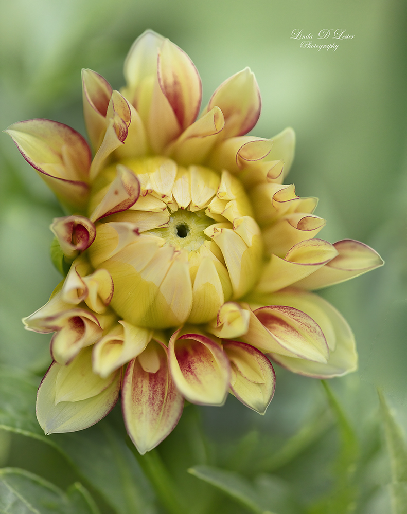 Dahlia Bloom