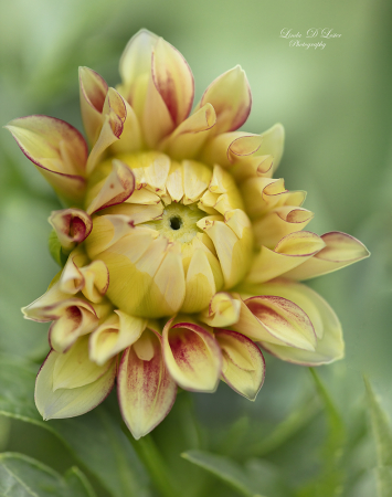 Dahlia Bloom