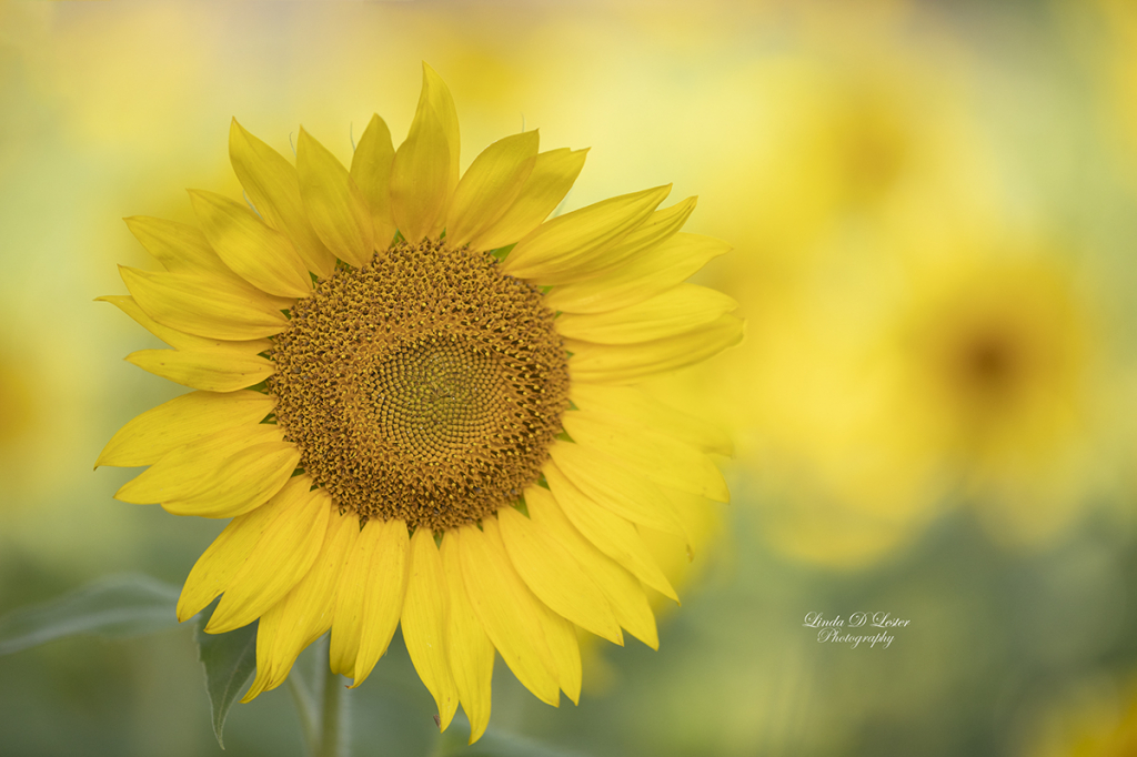 Blacklit Morning at the Sunflower Farm