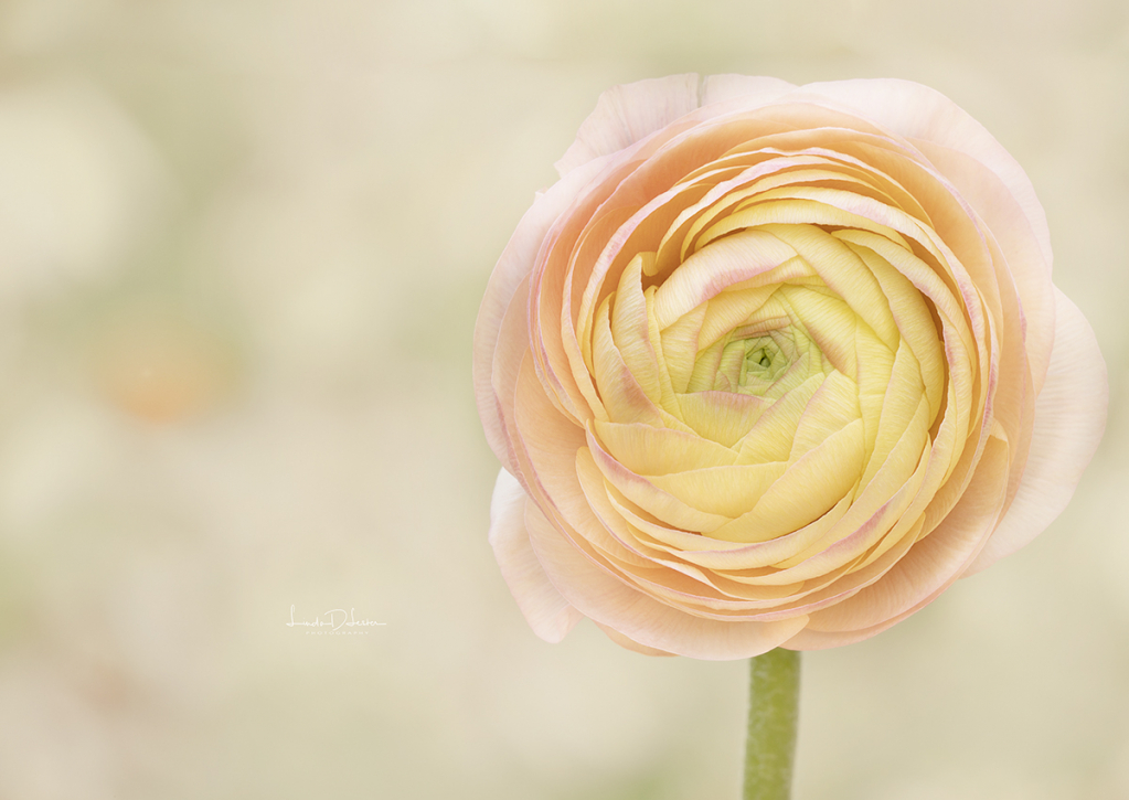 The Ranunculus 