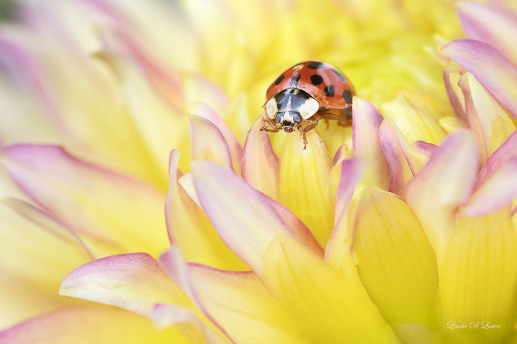 The Lady and the Dahlia