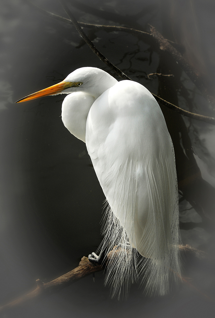 Great Egret