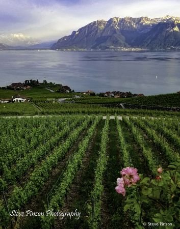 Lake Geneva Vineyards