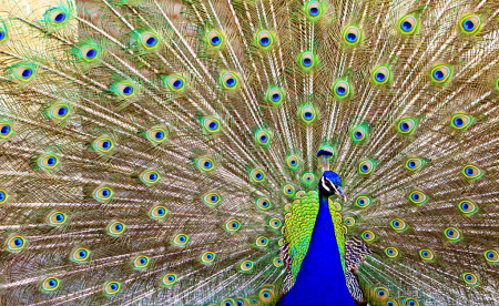 The Peacock that I Saw