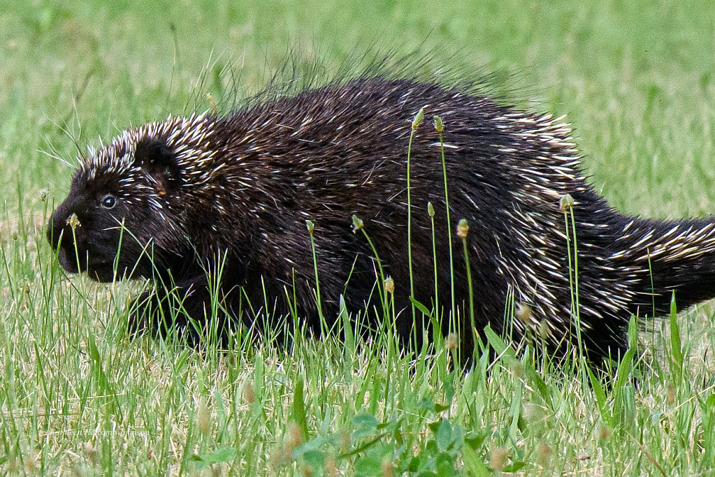 Yep! It’s a Porcupine Visitor!