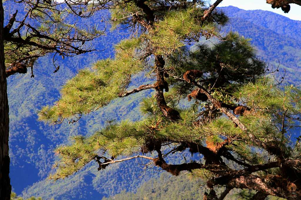 Wild Pine Tree 