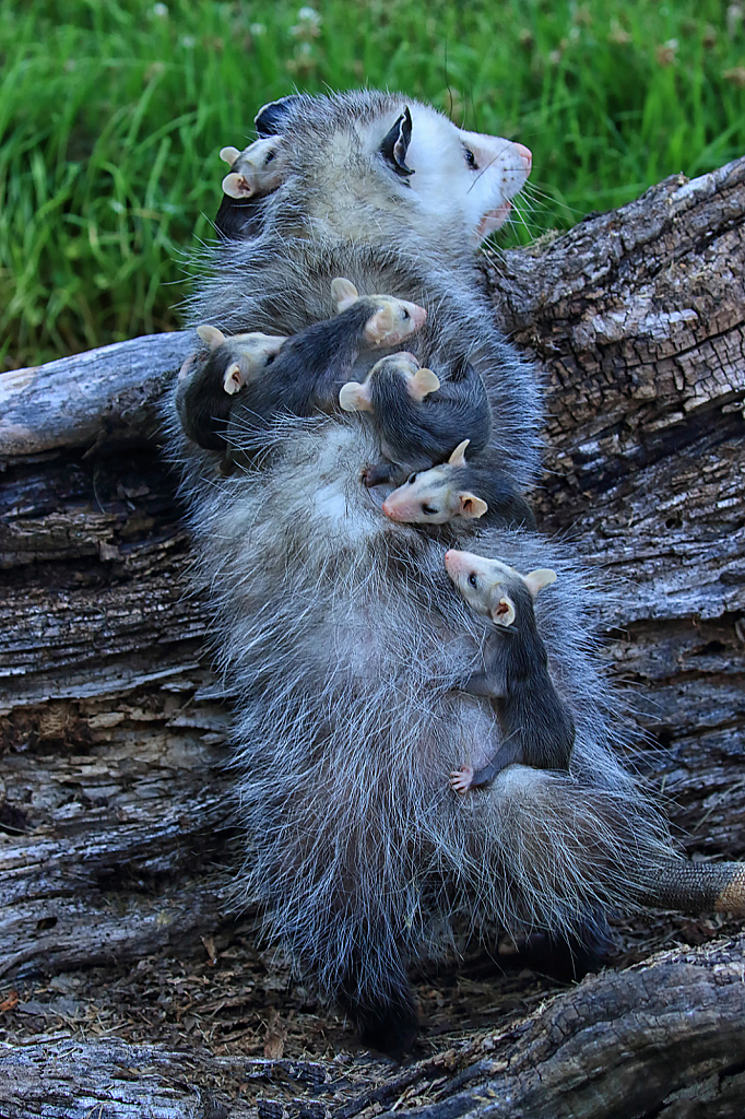 Lots of Possum Babies