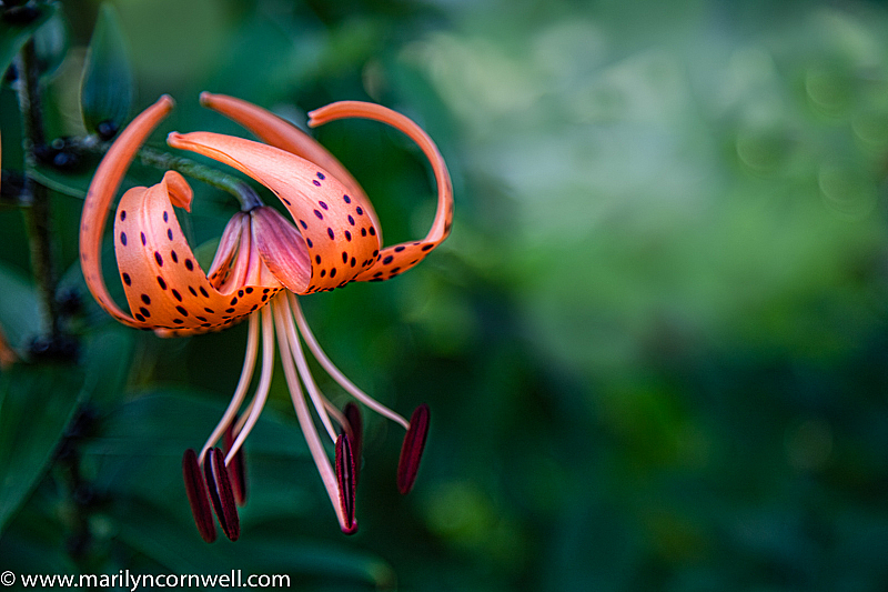 Lancifolium - the Tiger Lily