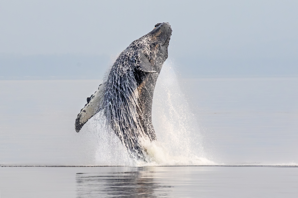 Explosive Humpback Breach 